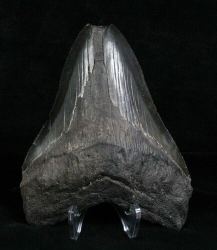Inch Black Megalodon Tooth - Georgia #4973
